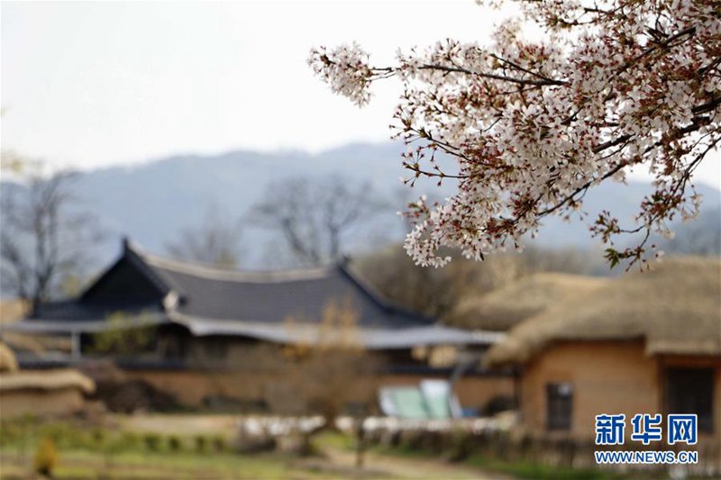 這是4月12日在韓國安東拍攝的河回村風光。